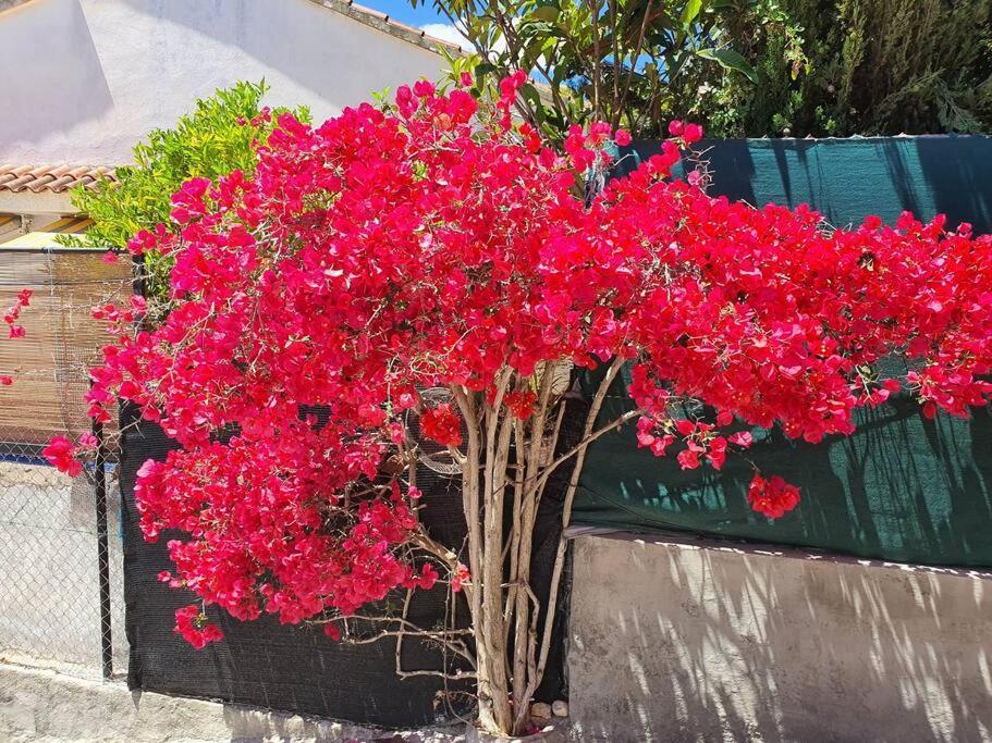Le Petit Paradis Olivella Luaran gambar